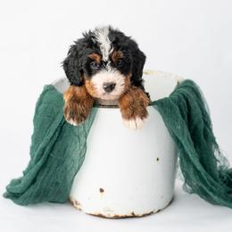 Cooper - Tri-color male Bernedoodle puppy in Lititz, Pennsylvania from Sleepy Hollow Acres