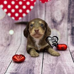 Max - Dapple male Dachshund puppy in Nashville, Arkansas from Cuddles n Curls