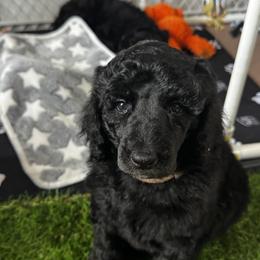 Poodle Puppies from Royal Dixie Poodles