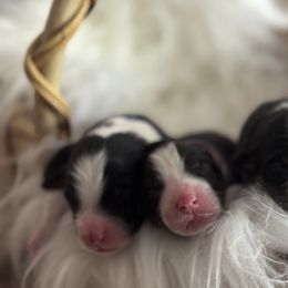 Australian Shepherd puppies from Double NB Livestock LLC