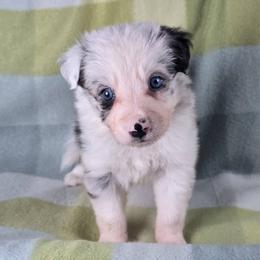 Alohomora - Blue merle female Border Collie puppy in Chicora, Pennsylvania from Riverwood