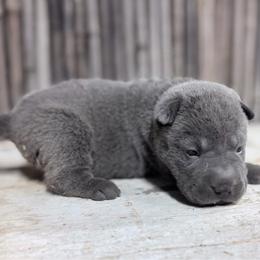 Willma - Blue female Chinese Shar-Pei puppy in Lehigh Acres, Florida from Florida Wrinkles