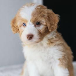 Lavender - Apricot female Aussiedoodle puppy in Tonopah, Arizona from Kae's Kennels