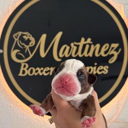 Girl 4 - Brindle female Boxer puppy in Orlando, Florida from Martinez AKC Boxers of Central Florida