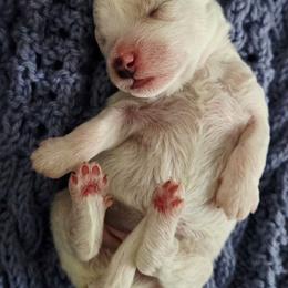 Girl 1 - White female Bichon Frise puppy in Freehold, New Jersey from Michael & Nataliya's Pups