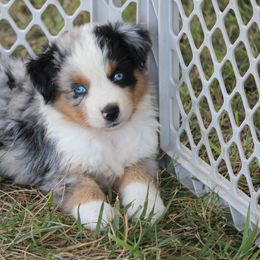 Australian Shepherd Puppies from Westrip Angus & Aussies