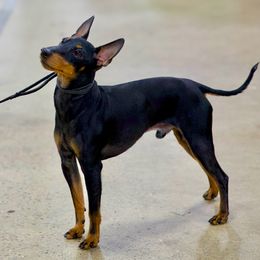 Rush - Manchester Terrier
