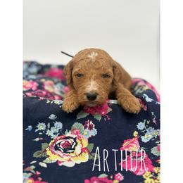 Arthur - Red  male Goldendoodle puppy in Smithfield, Kentucky from KBK9 Kennels