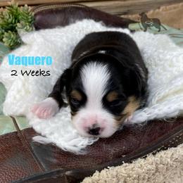Vaquero - Black tri female Miniature Australian Shepherd puppy in El Dorado Springs, Missouri from OR Aussies