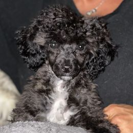 Sterling - Poodle