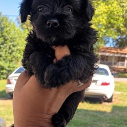 Darby - Black female Yorkipoo puppy in Gastonia, North Carolina from Banks Dynasty Kennel
