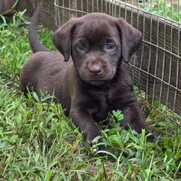 Girl 2 - Chocolate female Labrador Retriever puppy in Georgiana, Alabama from Long Creek Labradors