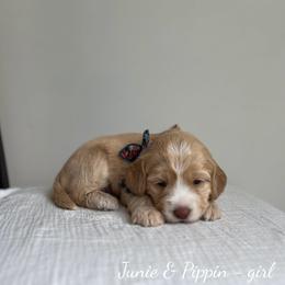 Cove - Caramel female Australian Labradoodle puppy in Belding, Michigan from Rutu Australian Labradoodles
