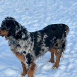 Poppy - Miniature Australian Shepherd