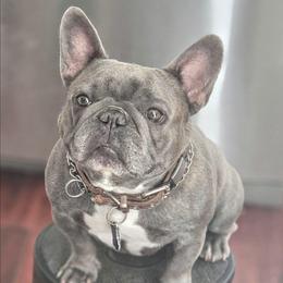 Kog'Maw - French Bulldog
