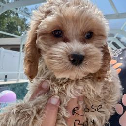 Rose B4 lt blue - Golden male Cockapoo puppy in Haines City, Florida from Camic Cockapoos