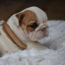 Lucy - Red and white female Bulldog puppy in Bradleyville, Missouri from HurstBulldogs