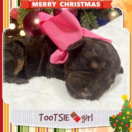 TOOTSIE - Brown and white female Aussiedoodle puppy in Houston, Texas from Jomelkin Furry Pals