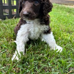 Relic - Purple Collar - Parti male Poodle puppy in Monroe, North Carolina from The Klepper Homestead