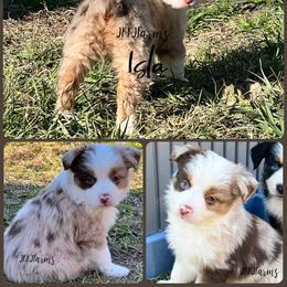 (7) Cupid, RMF - Red merle female Miniature American Shepherd puppy in Huntington, Texas from JKKJ Farms
