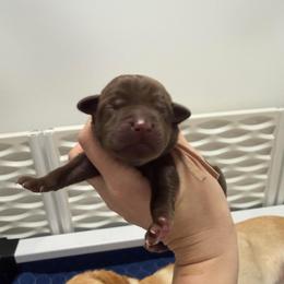 Peach - Chocolate female Labrador Retriever puppy in Elloree, South Carolina from Moonlight Kennels LLC