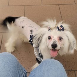 Ella - Chinese Crested