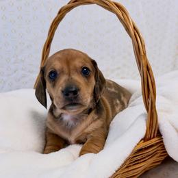 Shaded red dapple - Dapple male Dachshund puppy in Red Bluff, California from Wildflower Weenies