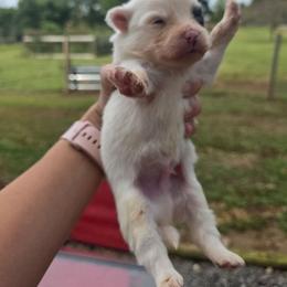 JJ - White male Pomeranian puppy in Chattanooga, Tennessee from Valley Poms