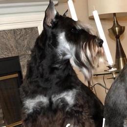 Pike - Miniature Schnauzer