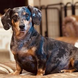 Dachshunds from Bar -JL DOXIES