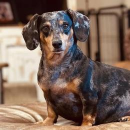 Dachshunds from Bar -JL DOXIES