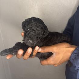 Kyanite - Blue male Poodle puppy in Fort Lauderdale, Florida from SoFlo Standard Poodles