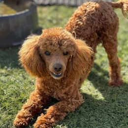 Rusty - Poodle