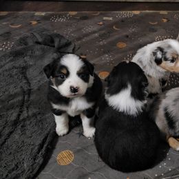 Miniature Australian Shepherd Puppies from Ever After Mini Aussies