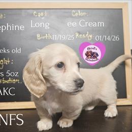 Josephine - Cream female Dachshund puppy in Hoquiam, Washington from Heyd's Mini Dachshunds