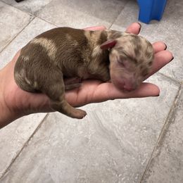 Dachshund Puppies from Northern Doxie