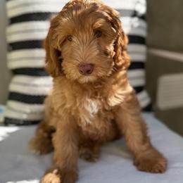 Flower - Caramel male Australian Labradoodle puppy in Palmdale, California from Pixie Doodle Paws