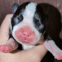 Baby Olive - Black and white female Boston Terrier puppy in Kingsport, Tennessee from Sleepwalker Bostons