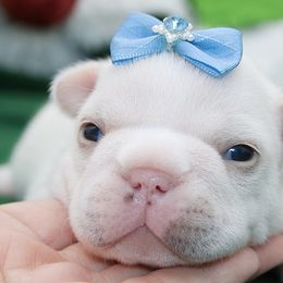 Winter - Cream male French Bulldog puppy in West Plains, Missouri from Must Be Frenchies & Crown Of Curls Bolonka