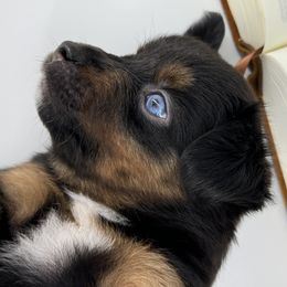 Miniature Australian Shepherd and Toy Australian Shepherd Puppies from Ollie's Aussies