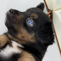 Miniature Australian Shepherd and Toy Australian Shepherd Puppies from Ollie's Aussies