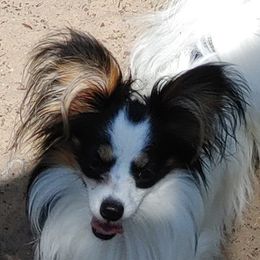 Flynn - Papillon