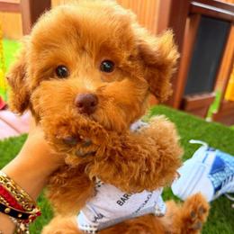 GEORGIE - Apricot male Maltipoo puppy in Sugar Land, Texas from Celebrity Maltipoos
