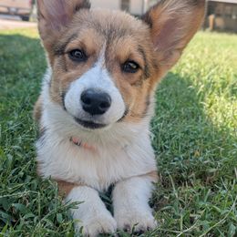 Moose (Black Collar) - Sable male Pembroke Welsh Corgi puppy in Tonkawa, Oklahoma from Oaken Ridge Corgis
