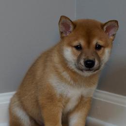 Shiba Inu Puppies from Veronika's Shiba Inus