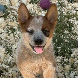 Australian Cattle Dogs and Parson Russell Terriers from Dreamfield Manor Farm