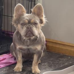 Mia - French Bulldog