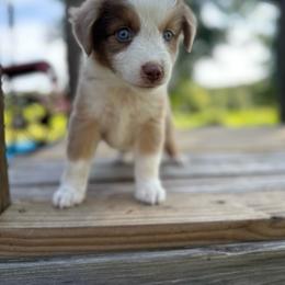Firecracker - Red merle female Miniature Australian Shepherd puppy in Doddridge, Arkansas from Huddleston Farm