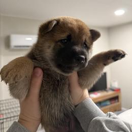 Shiba Inu Puppies from Shiba Co.