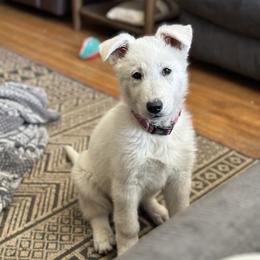 Annie - White female Berger Blanc Suisse puppy in Chestnut, Illinois from Fireside Fernweh